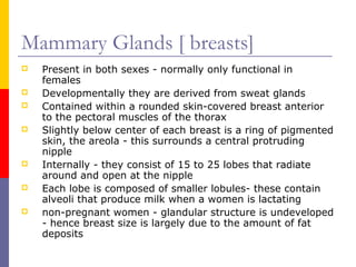 Mammary Glands [ breasts]
 Present in both sexes - normally only functional in
females
 Developmentally they are derived from sweat glands
 Contained within a rounded skin-covered breast anterior
to the pectoral muscles of the thorax
 Slightly below center of each breast is a ring of pigmented
skin, the areola - this surrounds a central protruding
nipple
 Internally - they consist of 15 to 25 lobes that radiate
around and open at the nipple
 Each lobe is composed of smaller lobules- these contain
alveoli that produce milk when a women is lactating
 non-pregnant women - glandular structure is undeveloped
- hence breast size is largely due to the amount of fat
deposits
 