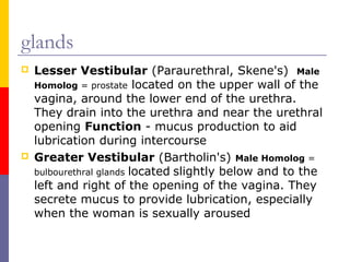 glands
 Lesser Vestibular (Paraurethral, Skene's) Male
Homolog = prostate located on the upper wall of the
vagina, around the lower end of the urethra.
They drain into the urethra and near the urethral
opening Function - mucus production to aid
lubrication during intercourse
 Greater Vestibular (Bartholin's) Male Homolog =
bulbourethral glands located slightly below and to the
left and right of the opening of the vagina. They
secrete mucus to provide lubrication, especially
when the woman is sexually aroused
 