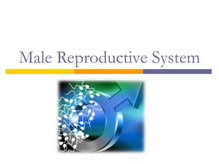 Male Reproductive System
 