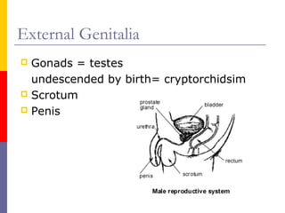 External Genitalia
 Gonads = testes
undescended by birth= cryptorchidsim
 Scrotum
 Penis
 