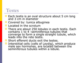 Testes
 Each testis is an oval structure about 5 cm long
and 3 cm in diameter
 Covered by: tunica albuginea
 Located in the scrotum
 There are about 250 lobules in each testis. Each
contains 1 to 4 -seminiferous tubules that
converge to form a single straight tubule, which
leads into the rete testis.
 Short efferent ducts exit the testes.
 Interstitial cells (cells of Leydig), which produce
male sex hormones, are located between the
seminiferous tubules within a lobule.
 