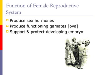 Function of Female Reproductive
System
 Produce sex hormones
 Produce functioning gamates [ova]
 Support & protect developing embryo
 