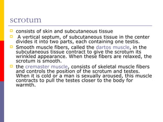 scrotum
 consists of skin and subcutaneous tissue
 A vertical septum, of subcutaneous tissue in the center
divides it into two parts, each containing one testis.
 Smooth muscle fibers, called the dartos muscle, in the
subcutaneous tissue contract to give the scrotum its
wrinkled appearance. When these fibers are relaxed, the
scrotum is smooth.
 the cremaster muscle, consists of skeletal muscle fibers
and controls the position of the scrotum and testes.
When it is cold or a man is sexually aroused, this muscle
contracts to pull the testes closer to the body for
warmth.
 