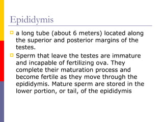 Epididymis
 a long tube (about 6 meters) located along
the superior and posterior margins of the
testes.
 Sperm that leave the testes are immature
and incapable of fertilizing ova. They
complete their maturation process and
become fertile as they move through the
epididymis. Mature sperm are stored in the
lower portion, or tail, of the epididymis
 