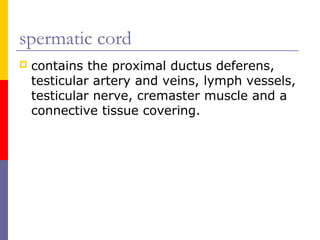 spermatic cord
 contains the proximal ductus deferens,
testicular artery and veins, lymph vessels,
testicular nerve, cremaster muscle and a
connective tissue covering.
 