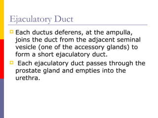 Ejaculatory Duct
 Each ductus deferens, at the ampulla,
joins the duct from the adjacent seminal
vesicle (one of the accessory glands) to
form a short ejaculatory duct.
 Each ejaculatory duct passes through the
prostate gland and empties into the
urethra.
 