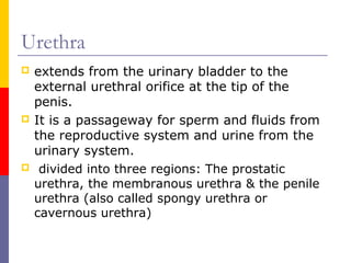 Urethra
 extends from the urinary bladder to the
external urethral orifice at the tip of the
penis.
 It is a passageway for sperm and fluids from
the reproductive system and urine from the
urinary system.
 divided into three regions: The prostatic
urethra, the membranous urethra & the penile
urethra (also called spongy urethra or
cavernous urethra)
 