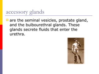accessory glands
 are the seminal vesicles, prostate gland,
and the bulbourethral glands. These
glands secrete fluids that enter the
urethra.
 