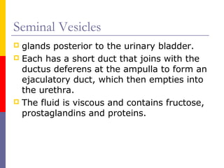 Seminal Vesicles
 glands posterior to the urinary bladder.
 Each has a short duct that joins with the
ductus deferens at the ampulla to form an
ejaculatory duct, which then empties into
the urethra.
 The fluid is viscous and contains fructose,
prostaglandins and proteins.
 