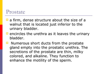 Prostate
 a firm, dense structure about the size of a
walnut that is located just inferior to the
urinary bladder.
 encircles the urethra as it leaves the urinary
bladder.
 Numerous short ducts from the prostate
gland empty into the prostatic urethra. The
secretions of the prostate are thin, milky
colored, and alkaline. They function to
enhance the motility of the sperm.
 