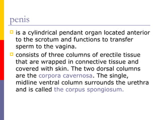 penis
 is a cylindrical pendant organ located anterior
to the scrotum and functions to transfer
sperm to the vagina.
 consists of three columns of erectile tissue
that are wrapped in connective tissue and
covered with skin. The two dorsal columns
are the corpora cavernosa. The single,
midline ventral column surrounds the urethra
and is called the corpus spongiosum.
 