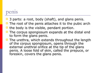 penis
 3 parts: a root, body (shaft), and glans penis.
 The root of the penis attaches it to the pubic arch
 the body is the visible, pendant portion.
 The corpus spongiosum expands at the distal end
to form the glans penis.
 The urethra, which extends throughout the length
of the corpus spongiosum, opens through the
external urethral orifice at the tip of the glans
penis. A loose fold of skin, called the prepuce, or
foreskin, covers the glans penis.
 