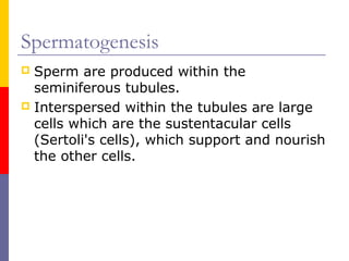 Spermatogenesis
 Sperm are produced within the
seminiferous tubules.
 Interspersed within the tubules are large
cells which are the sustentacular cells
(Sertoli's cells), which support and nourish
the other cells.
 