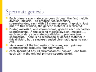 Spermatogenesis
 Each primary spermatocytes goes through the first meiotic
division, meiosis I, to produce two secondary
spermatocytes, each with 23 chromosomes (haploid). Just
prior to this division, the genetic material is replicated
 During meiosis I, one chromosome, goes to each secondary
spermatocyte. In the second meiotic division, meiosis II,
each secondary spermatocyte divides to produce two
spermatids. There is no replication of genetic material in
this division, but a single-stranded chromatid goes to each
cell.
 As a result of the two meiotic divisions, each primary
spermatocyte produces four spermatids.
 each spermatid has 23 chromosomes (haploid), one from
each pair in the original primary spermatocyte.
 