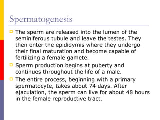 Spermatogenesis
 The sperm are released into the lumen of the
seminiferous tubule and leave the testes. They
then enter the epididymis where they undergo
their final maturation and become capable of
fertilizing a female gamete.
 Sperm production begins at puberty and
continues throughout the life of a male.
 The entire process, beginning with a primary
spermatocyte, takes about 74 days. After
ejaculation, the sperm can live for about 48 hours
in the female reproductive tract.
 