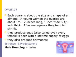 ovaries
 Each ovary is about the size and shape of an
almond. In young women the ovaries are
about 1½ - 2 inches long, 1 inch wide & 1/3
inch thick. After menopause they tend to
shrink.
 they produce eggs (also called ova) every
female is born with a lifetime supply of eggs
 they also produce hormones:
Estrogen & Progesterone
Male Homolog = testes
 