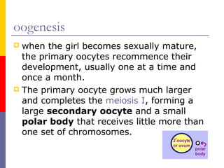 oogenesis
 when the girl becomes sexually mature,
the primary oocytes recommence their
development, usually one at a time and
once a month.
 The primary oocyte grows much larger
and completes the meiosis I, forming a
large secondary oocyte and a small
polar body that receives little more than
one set of chromosomes.
 
