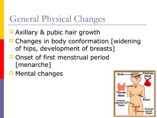 General Physical Changes
 Axillary & pubic hair growth
 Changes in body conformation [widening
of hips, development of b...
