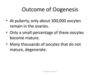 Outcome of Oogenesis
• At puberty, only about 300,000 oocytes
remain in the ovaries.
• Only a small percentage of these oo...