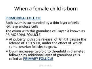 When a female child is born
PRIMORDIAL FOLLICLE
Each ovum is surrounded by a thin layer of cells
the granulosa cells
The ...