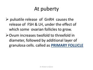 At puberty
 pulsatile release of GnRH causes the
release of FSH & LH, under the effect of
which some ovarian follicles to...