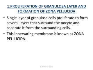 1.PROLIFERATION OF GRANULOSA LAYER AND
FORMATION OF ZONA PELLUCIDA
• Single layer of granulosa cells proliferate to form
s...
