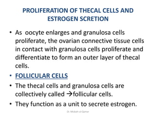 PROLIFERATION OF THECAL CELLS AND
ESTROGEN SCRETION
• As oocyte enlarges and granulosa cells
proliferate, the ovarian conn...