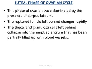 LUTEAL PHASE OF OVARIAN CYCLE
• This phase of ovarian cycle dominated by the
presence of corpus luteum.
• The ruptured fol...