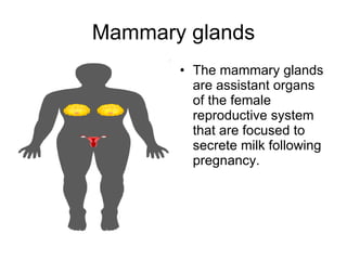 Mammary glands <ul><li>The mammary glands are assistant organs of the female reproductive system that are focused to secre...