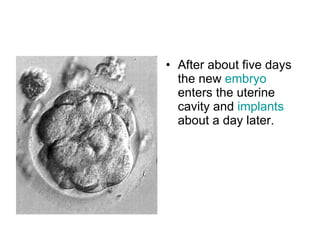 <ul><li>After about five days the new  embryo  enters the uterine cavity and  implants  about a day later.  </li></ul>