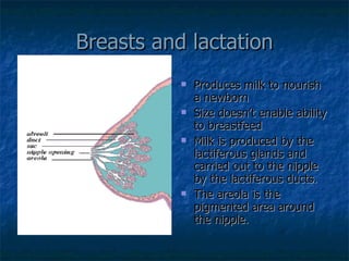 Breasts and lactation Produces milk to nourish a newborn Size doesn’t enable ability to breastfeed Milk is produced by the lactiferous glands and carried out to the nipple by the lactiferous ducts. The areola is the pigmented area around the nipple. 