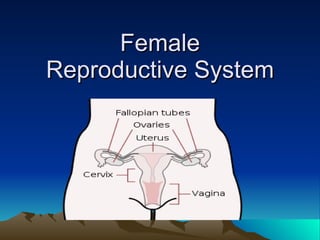 Female Reproductive System 