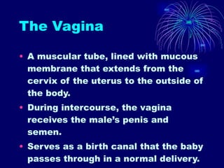 The Vagina A muscular tube, lined with mucous membrane that extends from the cervix of the uterus to the outside of the body.  During intercourse, the vagina receives the male’s penis and semen. Serves as a birth canal that the baby passes through in a normal delivery. 