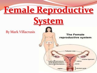 Female Reproductive
      System
By Mark Villacrusis
 