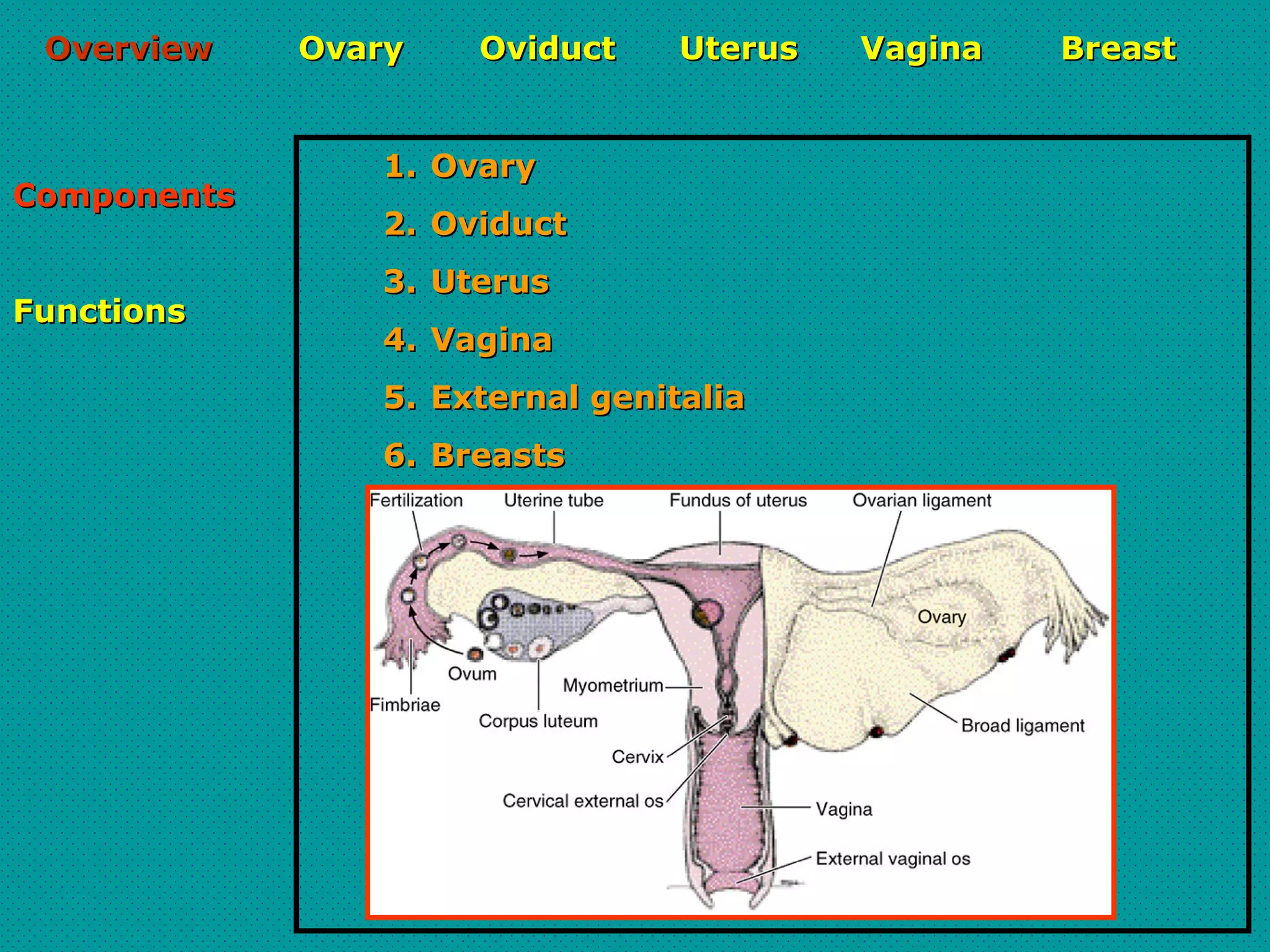 Female reproductive systems | PPT