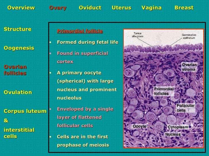 reproductive systems Chapter 9 - reproductive system the overall functioning of the reproductive system is controlled by the nervous system and the hormones produced by the glands. reproductive systems Chapter 9 - reproductive system the overall functioning of the reproductive system is controlled by the nervous system and the hormones produced by the glands.