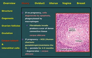 Female reproductive system | PDF