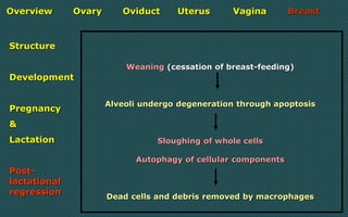Sluffing Utrius Female reproductive system | PDF
