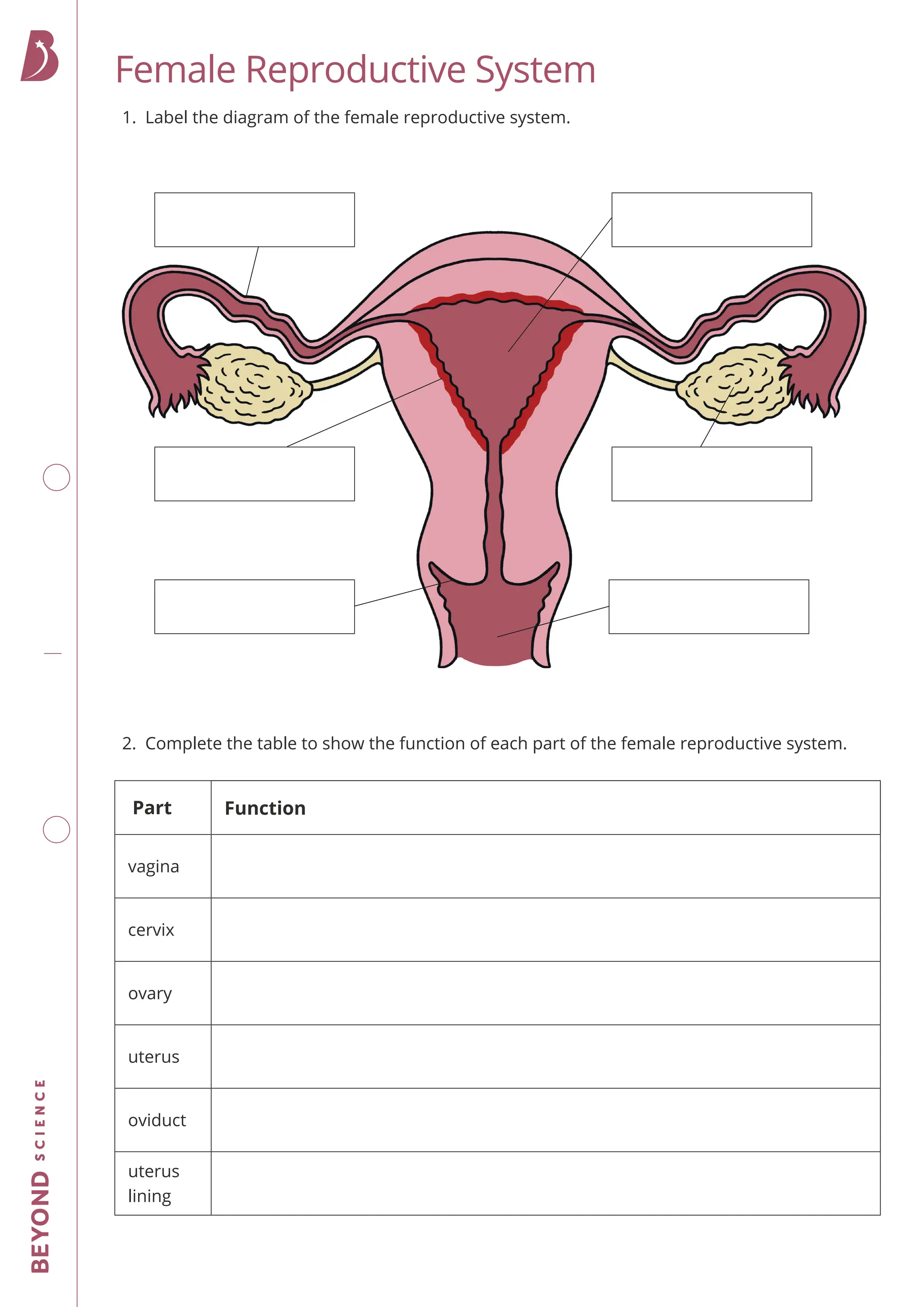 Female Reproductive System
1. Label the diagram of the female reproductive system.
2. Complete the table to show the function of each part of the female reproductive system.
Part Function
vagina
cervix
ovary
uterus
oviduct
uterus
lining