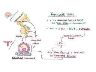 Female reproductive tract