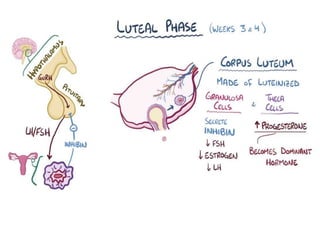 Female reproductive tract