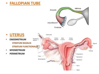 • FALLOPIAN TUBE
• UTERUS
• ENDOMETRIUM
STRATUM BASALIS
STRATUM FUNCTIONALIS
• MYOMETRIUM
• PERIMETRIUM
 