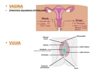 • VAGINA
• STRATIFIED SQUAMOUS EPITHELIUIM
• VULVA
 