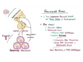 Female reproductive tract