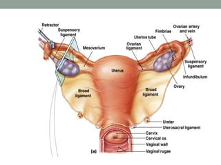 female reproductive system and its problems | PPT