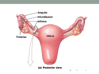 female reproductive system and its problems | PPT