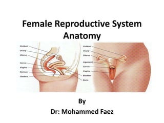 Female Reproductive System Anatomy By  Dr: Mohammed Faez 