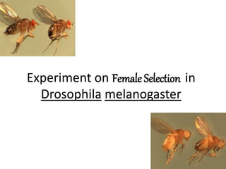 Experiment on Female Selection in 
Drosophila melanogaster 
 