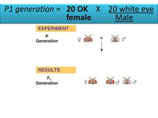P1 generation = 20 OK X 20 white eye 
female Male 
 