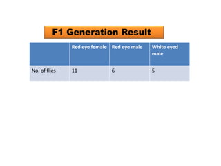 F1 Generation Result 
Red eye female Red eye male White eyed 
male 
No. of flies 11 6 5 
 